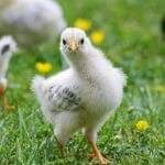 Giải Mã Giấc Mơ Thấy Gà