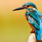 Giải Mã Giấc Mơ Thấy Chim